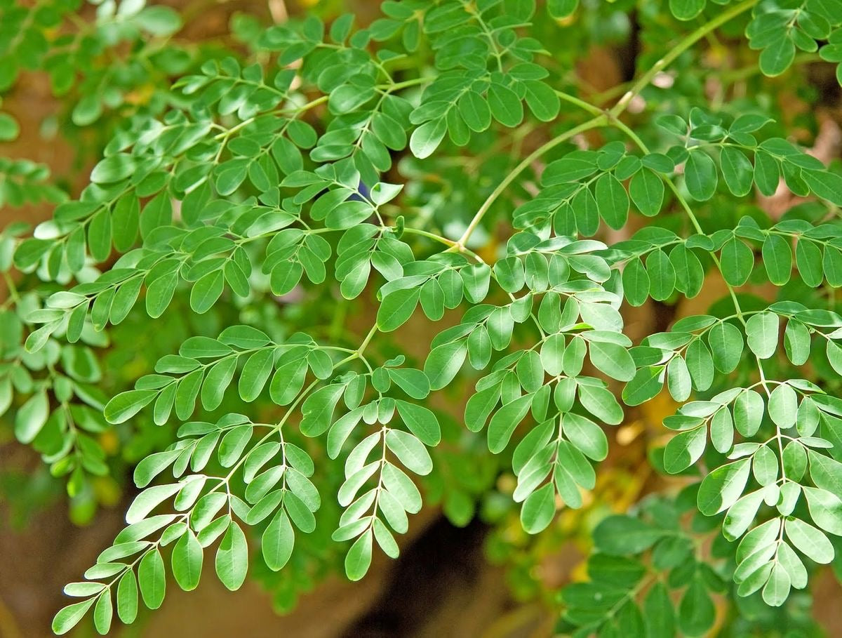 Moringa Dried Leaves – Culinary Grade (50g / 100g)