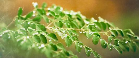 Moringa Leaf Seasoning – Immune-Boosting Superfood Spice