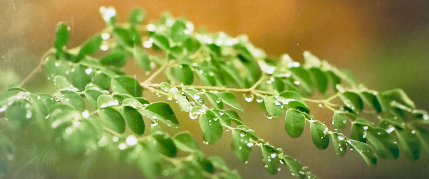 Moringa Leaf Seasoning – Immune-Boosting Superfood Spice